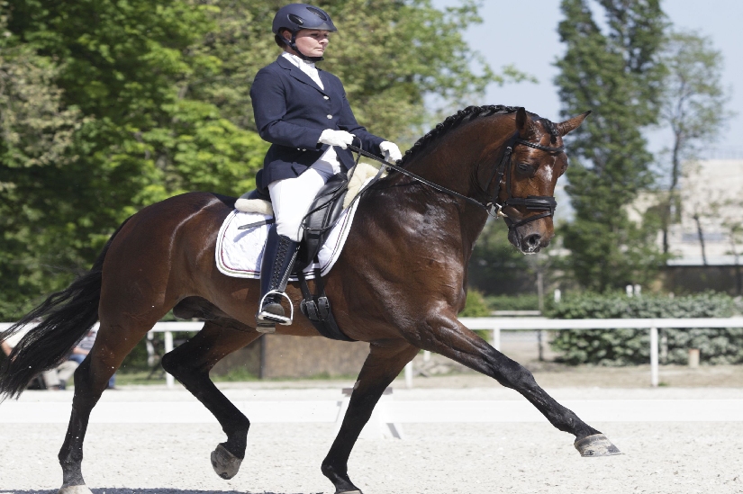 Zippy Dressage for Horse Riding Dressage