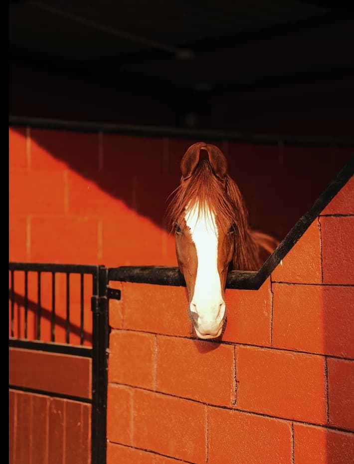 BUY A HORSE