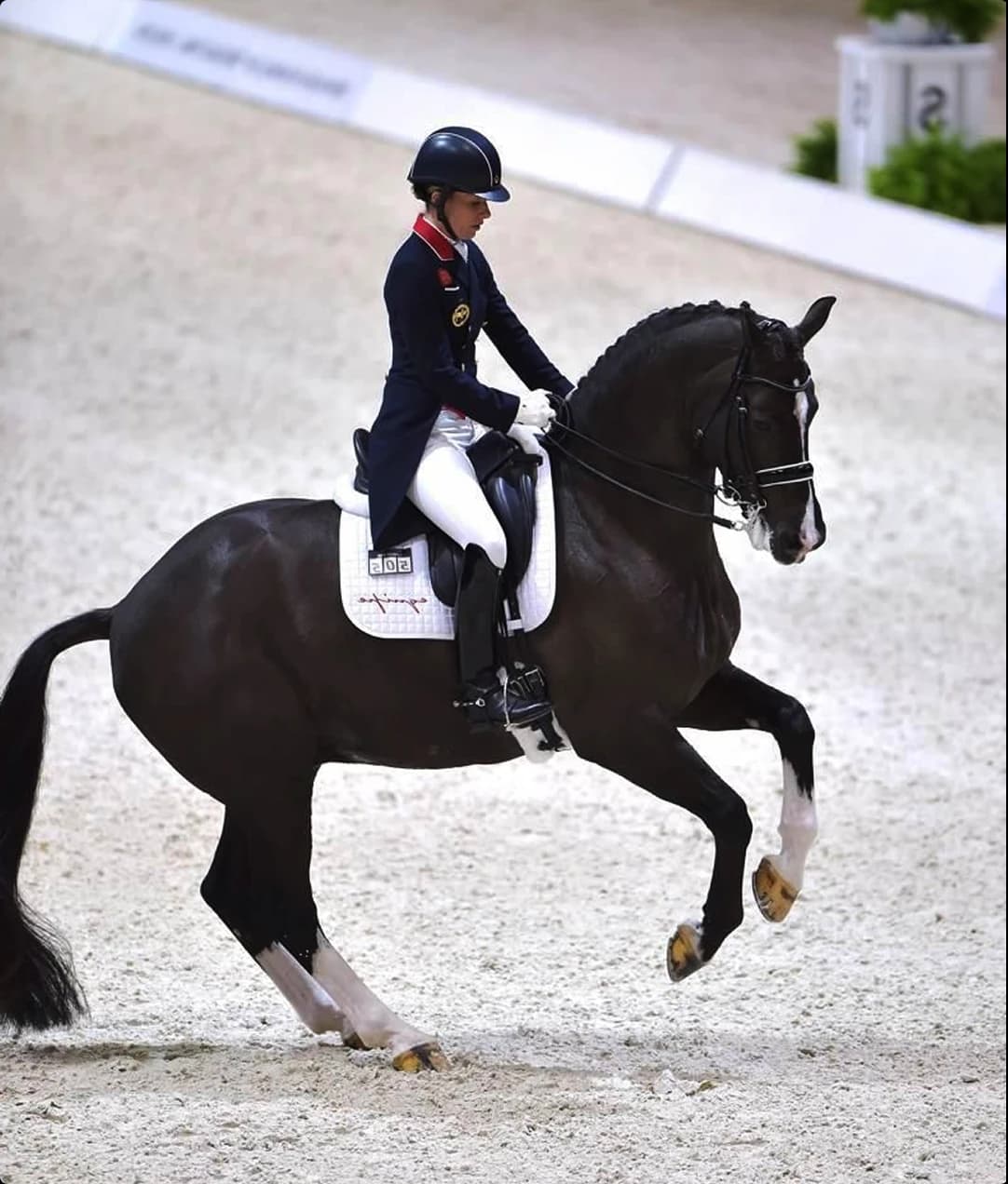 Dressage Program